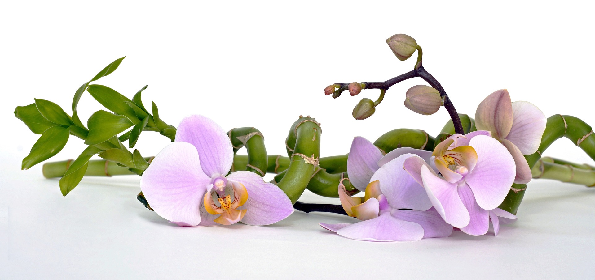 orchideenzweig